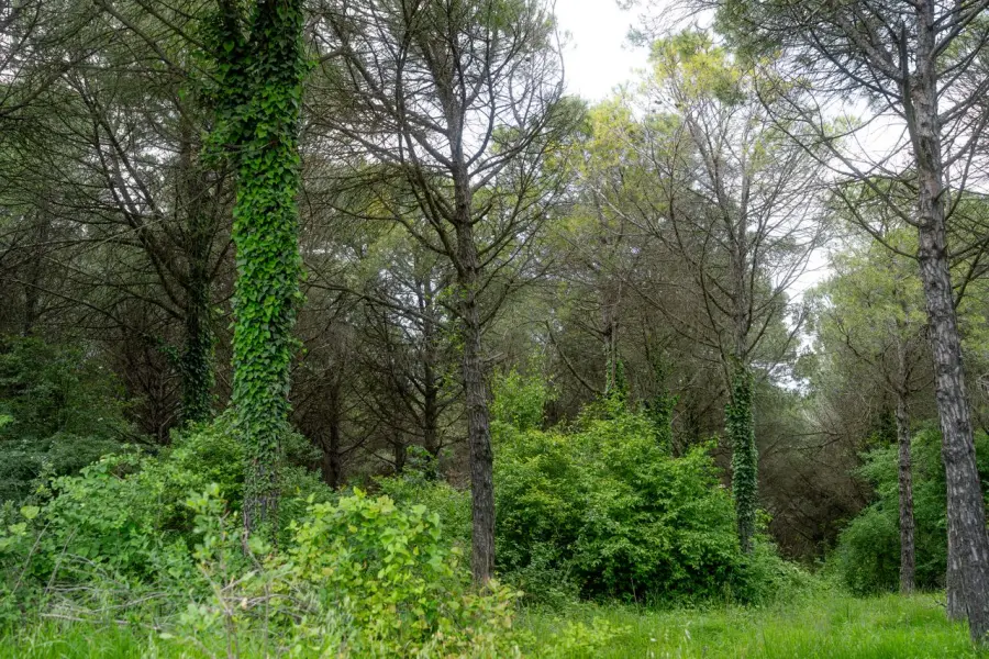 Ostiglia, bocciati i 40mila euro per la riserva naturale