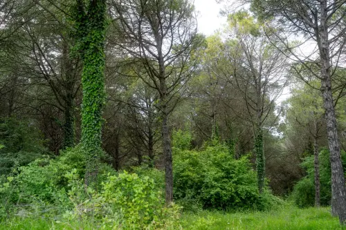 Ostiglia, bocciati i 40mila euro per la riserva naturale