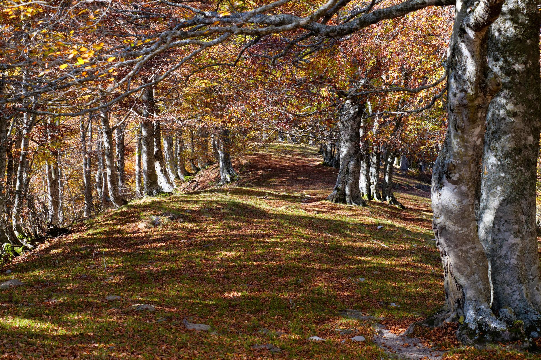 Parchi naturali Lombardia meno conosciuti: guida