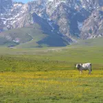 Agricoltura montana, 2,8 milioni alle Comunità lombarde