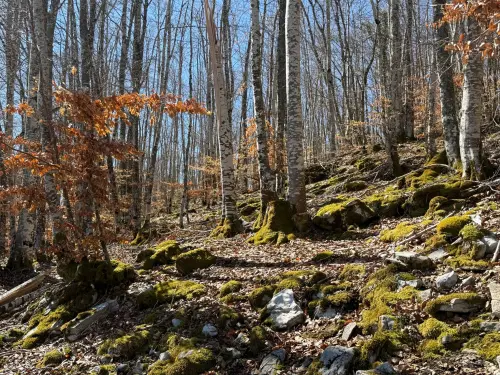 Seveso, 50 anni dopo: Mattarella al Bosco delle Querce