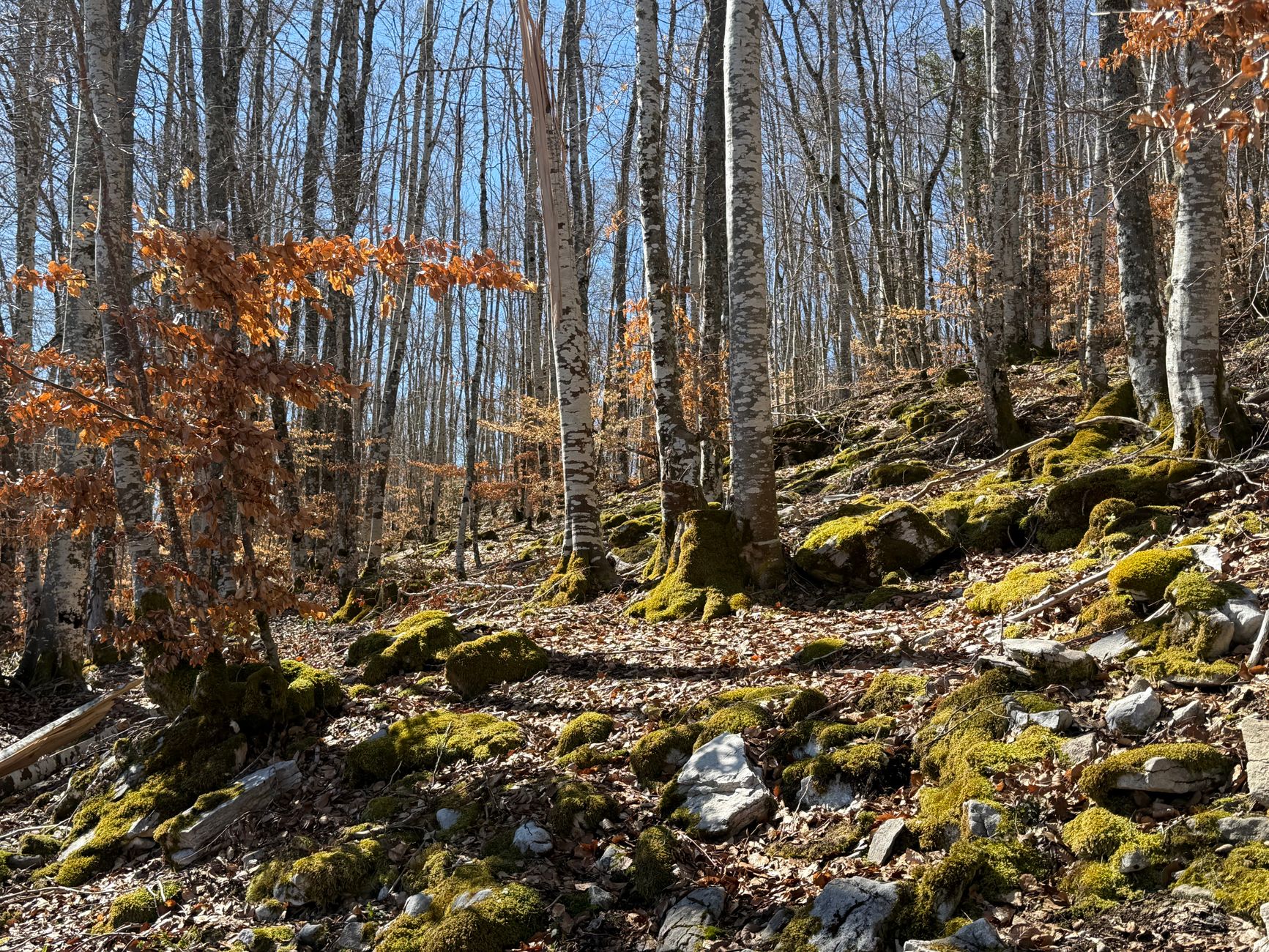 Seveso, 50 anni dopo: Mattarella al Bosco delle Querce