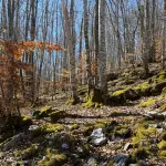 Seveso, 50 anni dopo: Mattarella al Bosco delle Querce